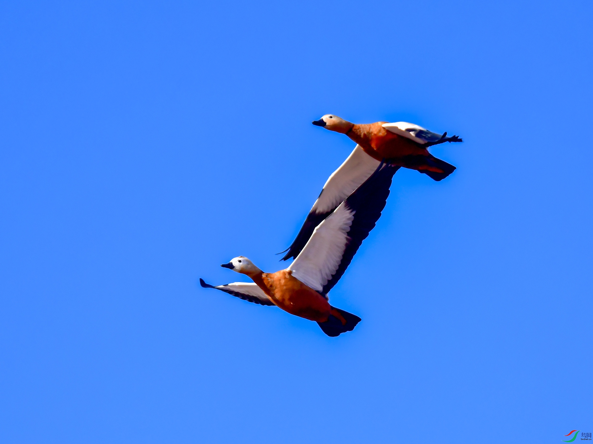 ����˫��