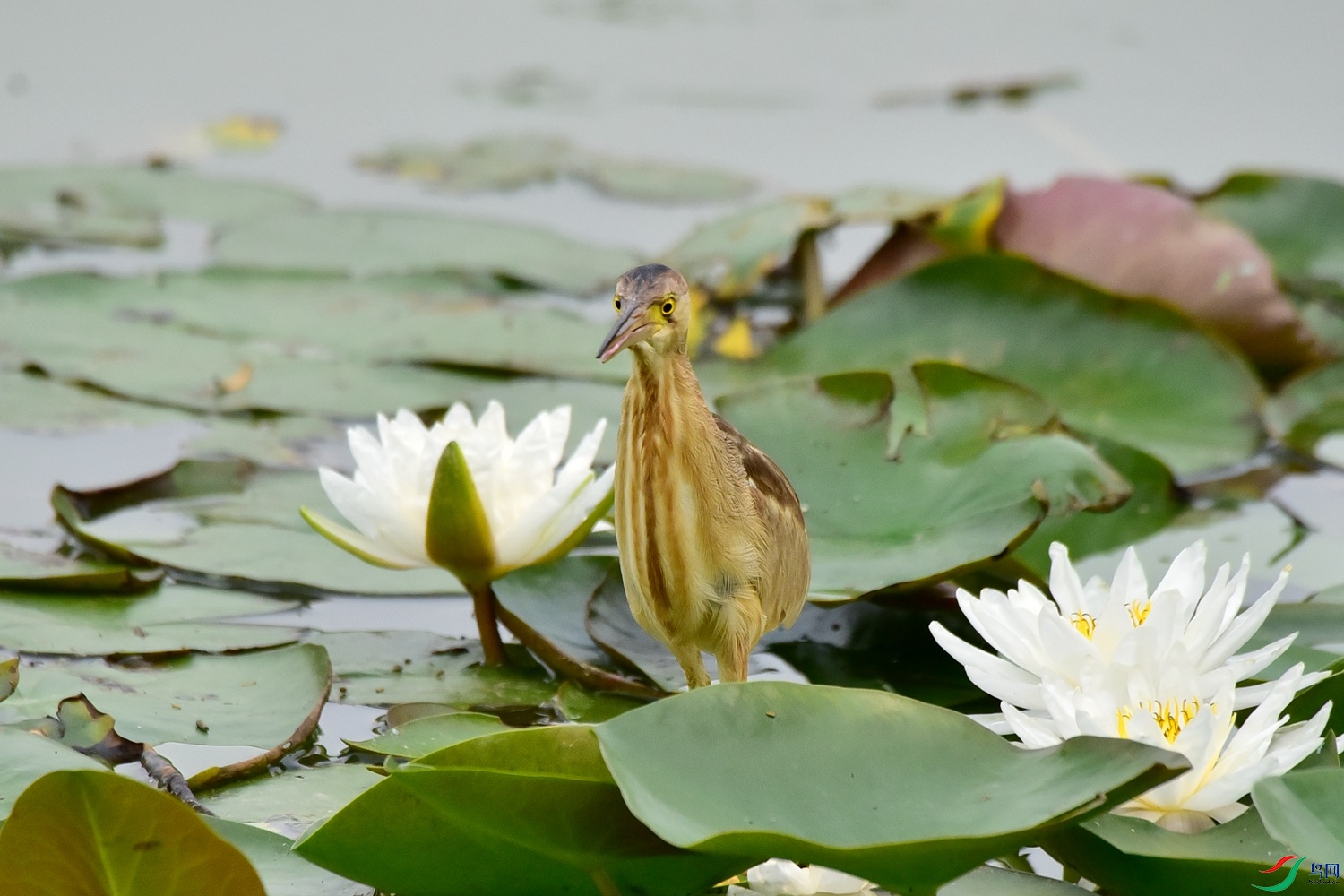 DSC_8685.JPG