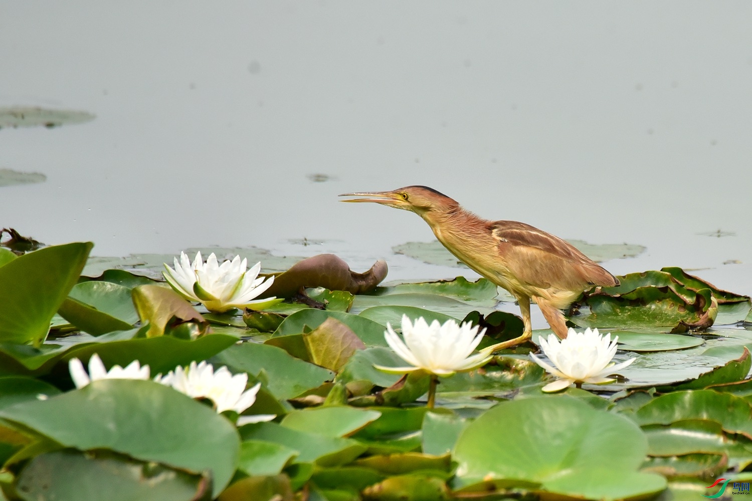 DSC_8794.JPG