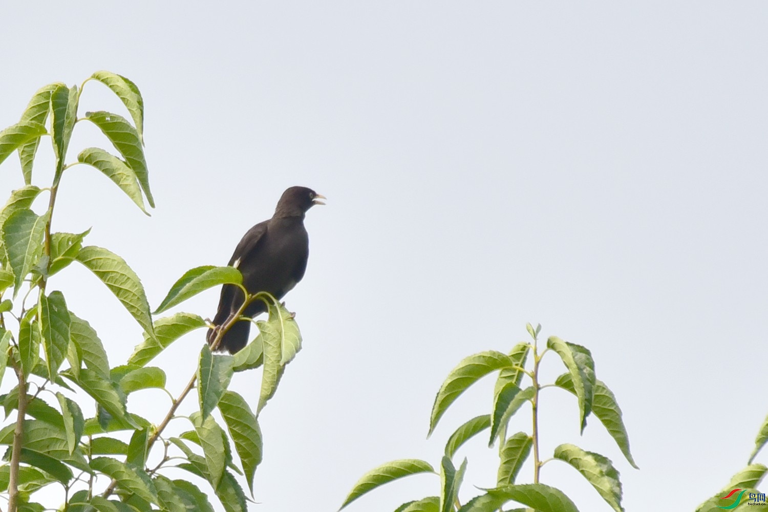 DSC_9526.JPG