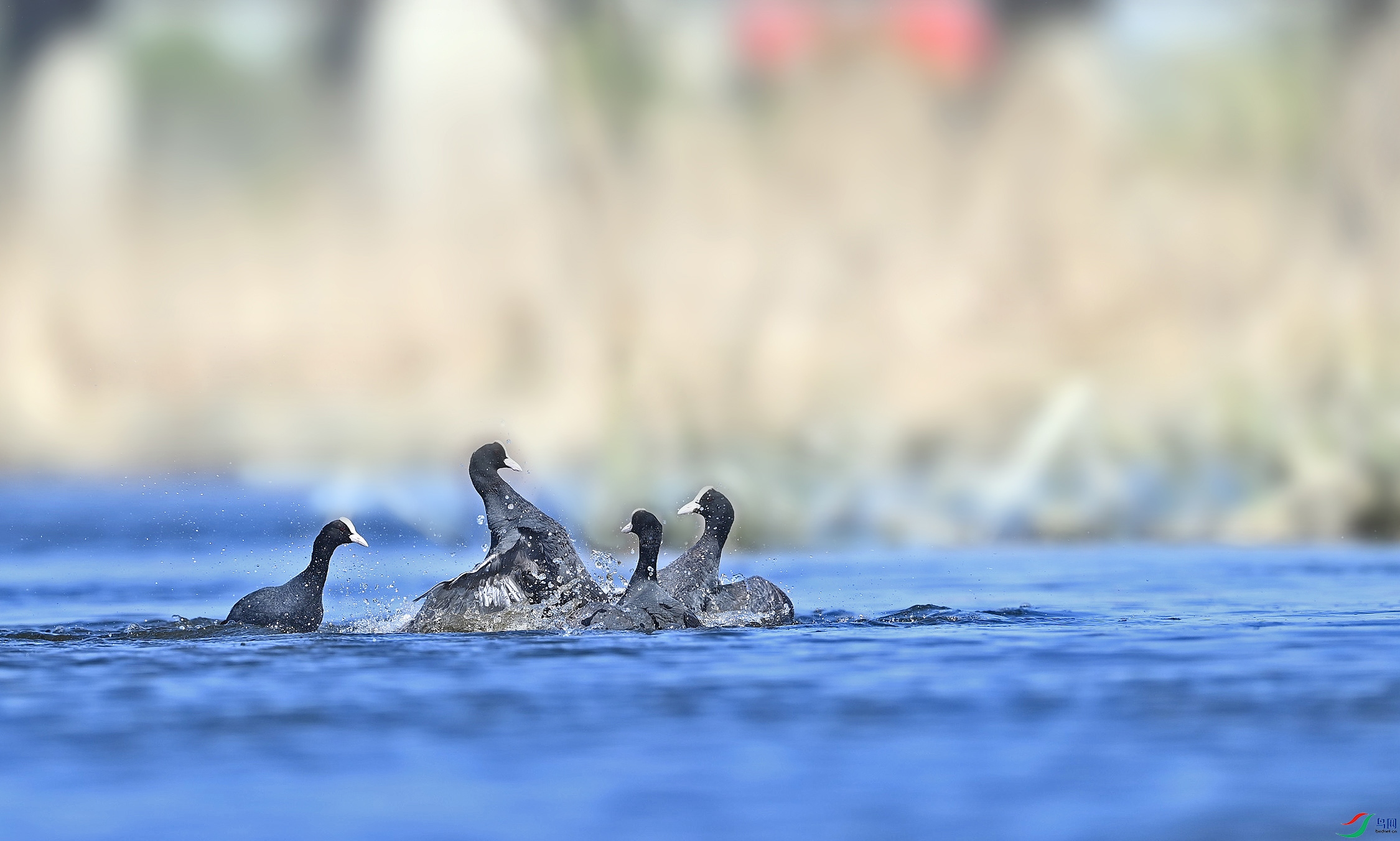 DSC_2493a.jpg