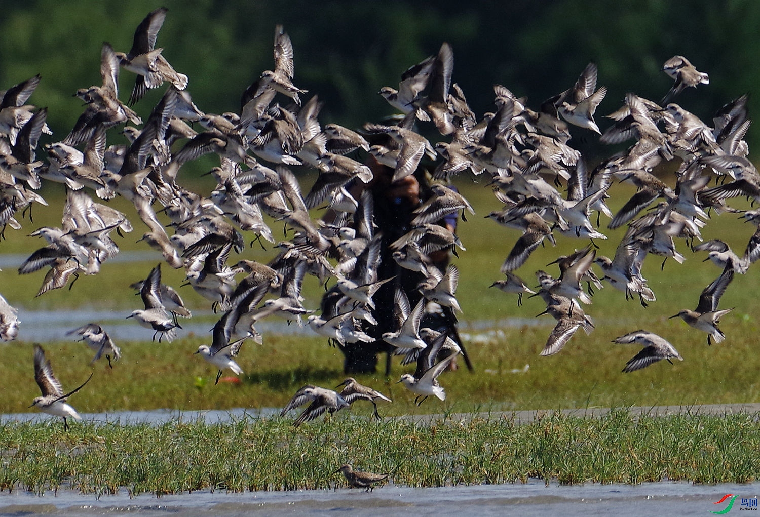 IMGP4705 - ����.JPG