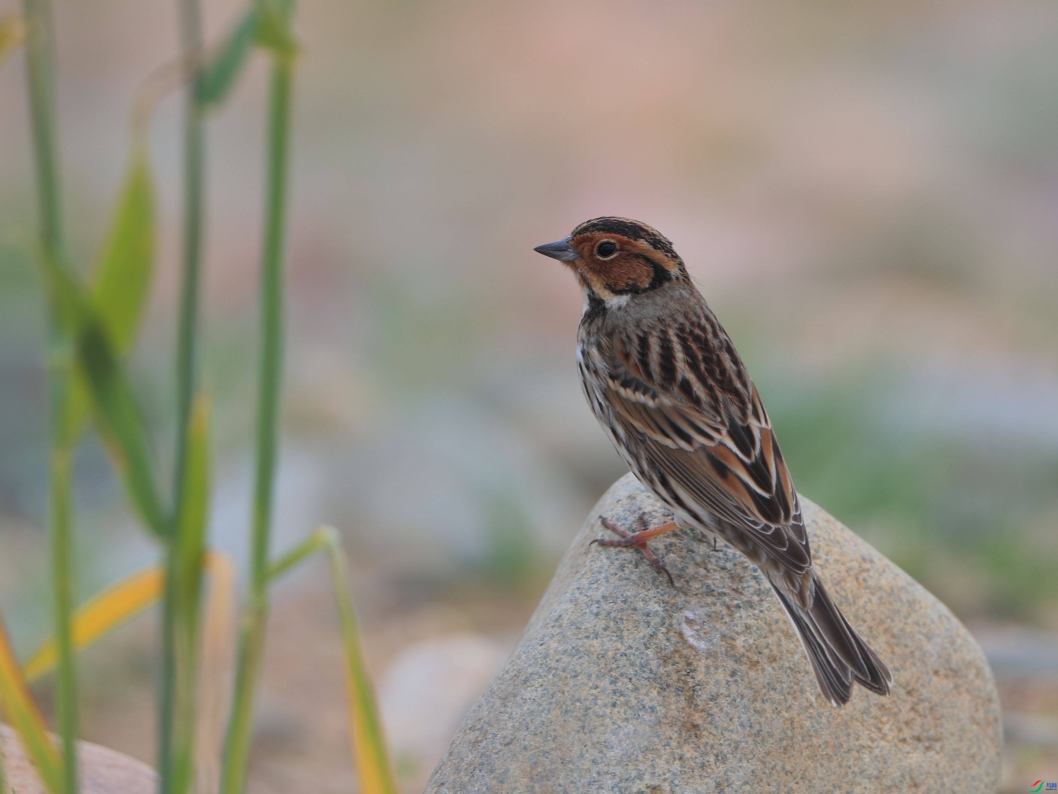 �ǲ�  ��ʦ�����ںӱ�ʡʯ��ׯ��.jpg