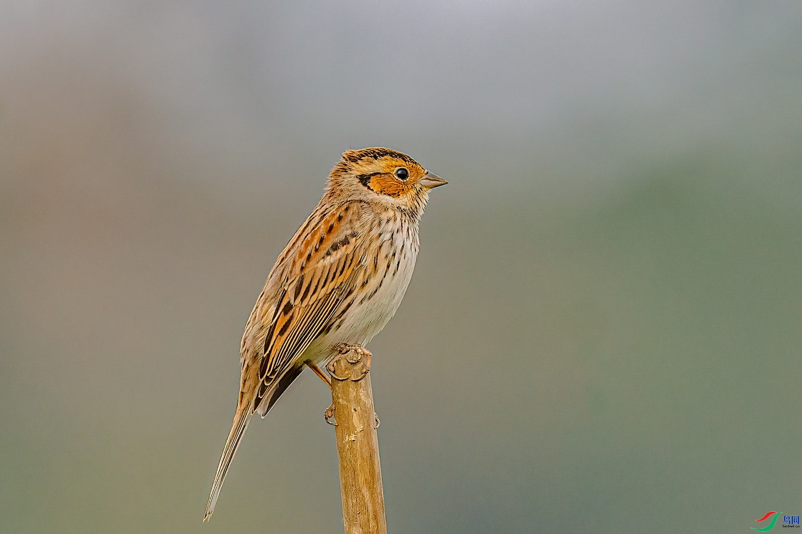 �ķ�ľ��  ��ʦ�����ڹ���׳��������������.jpg