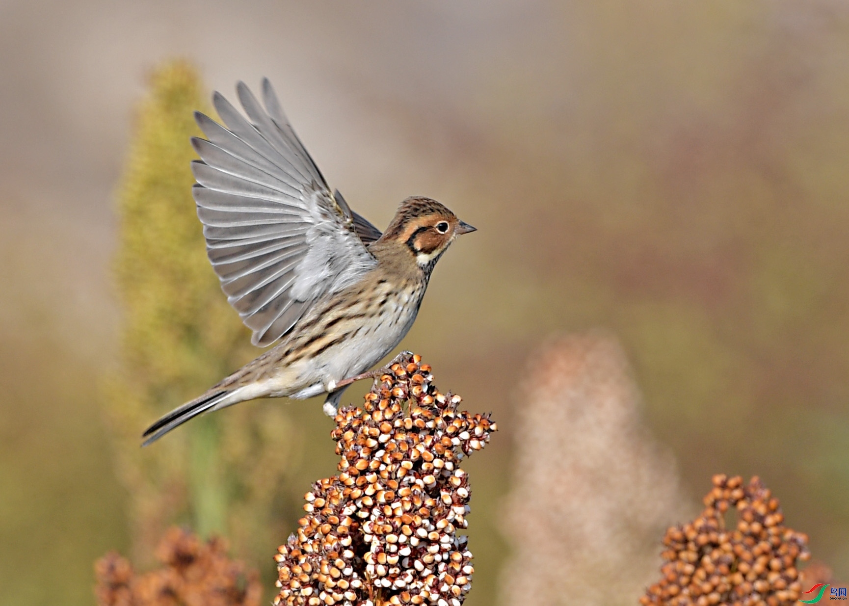 ����ӭ��  ��ʦ�����ںӱ�ʡ�żҿ�����¹��.jpg