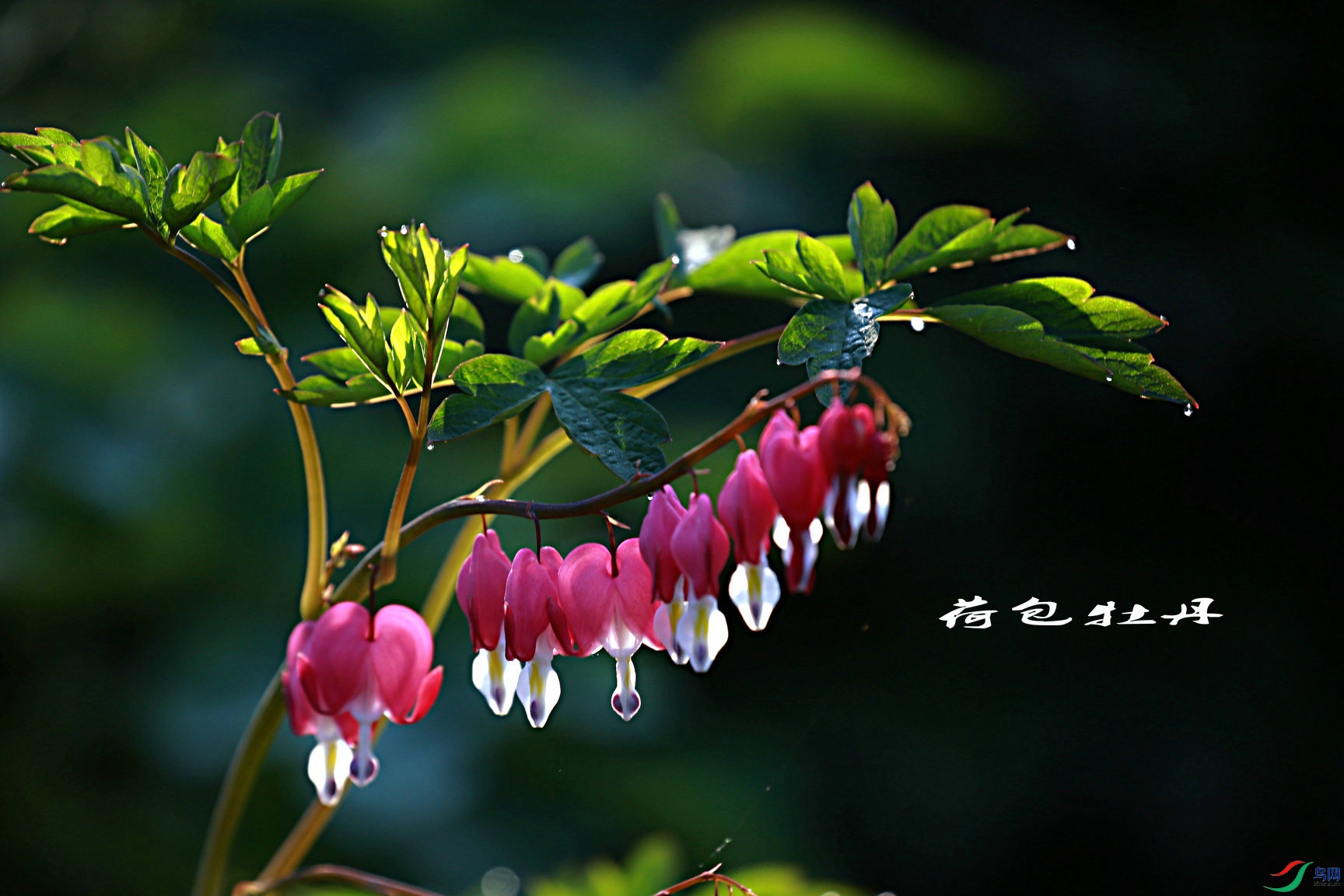 BG3A3635_����_����.JPG