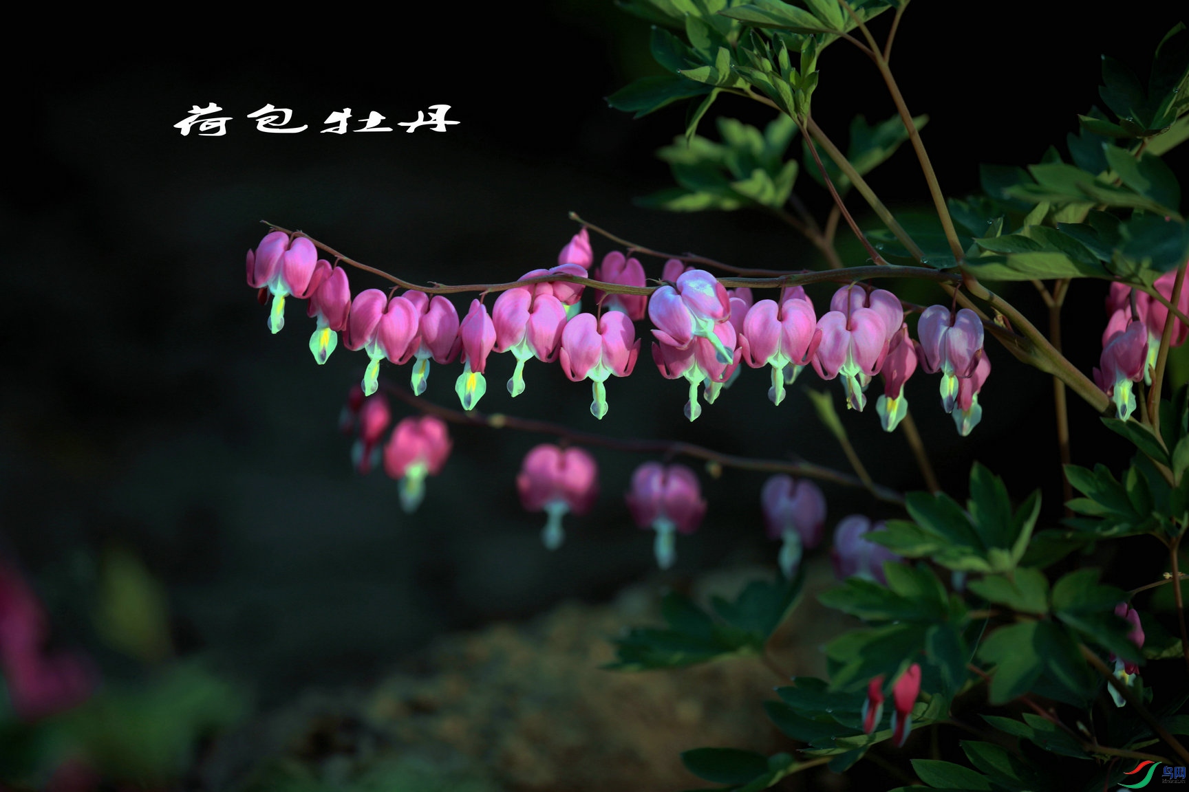 BG3A3630_����_����.JPG