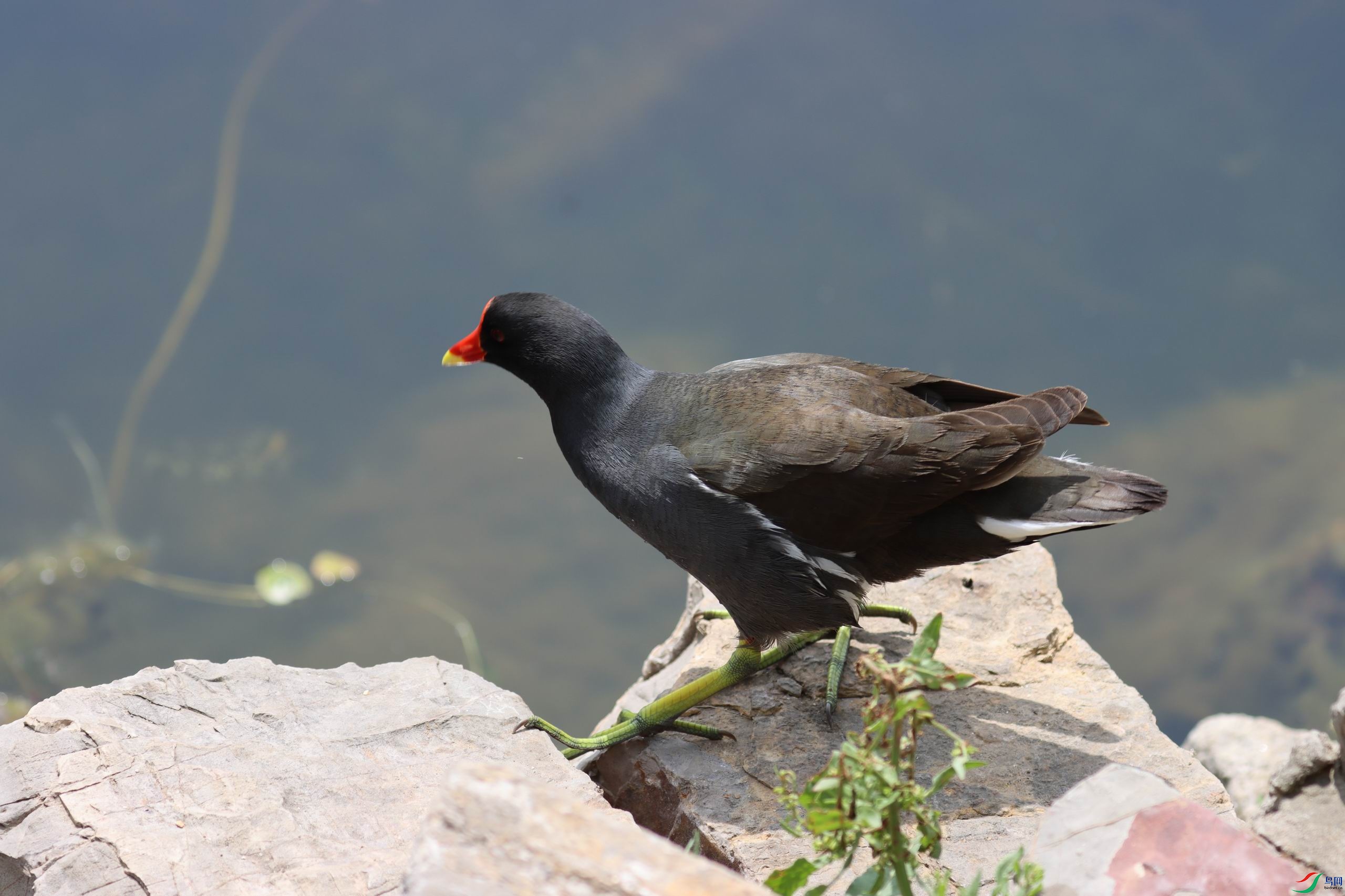 ������С IMG_9734.JPG