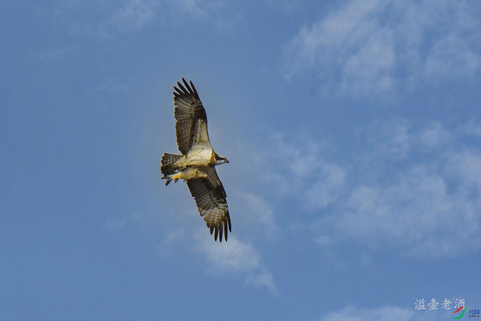 ��ӥ���ʣ�