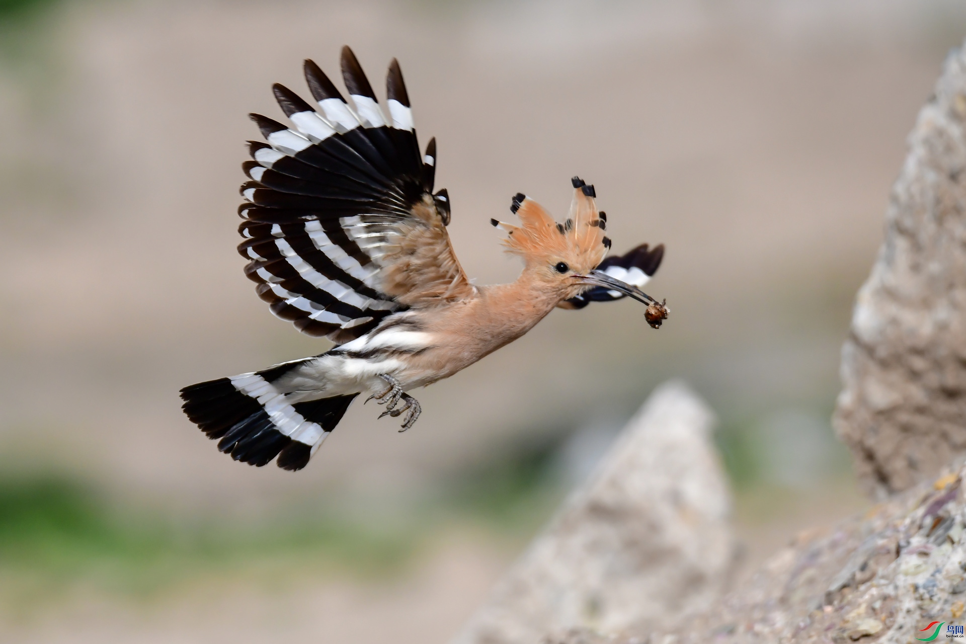 ��ʳ����