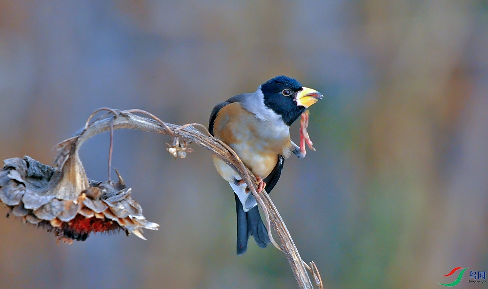 DSC_6614.JPG
