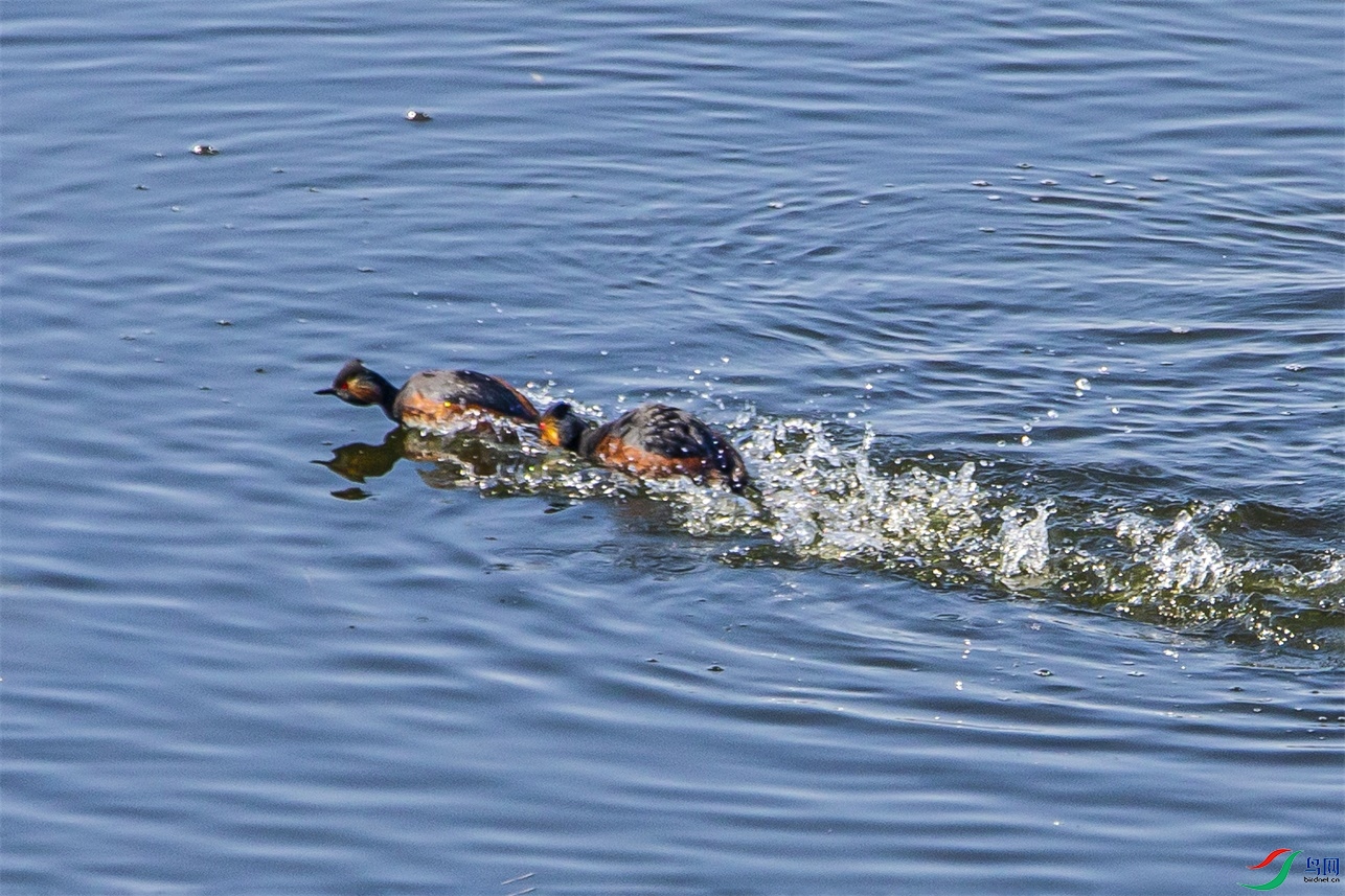 DK7T1868 ����1.jpg