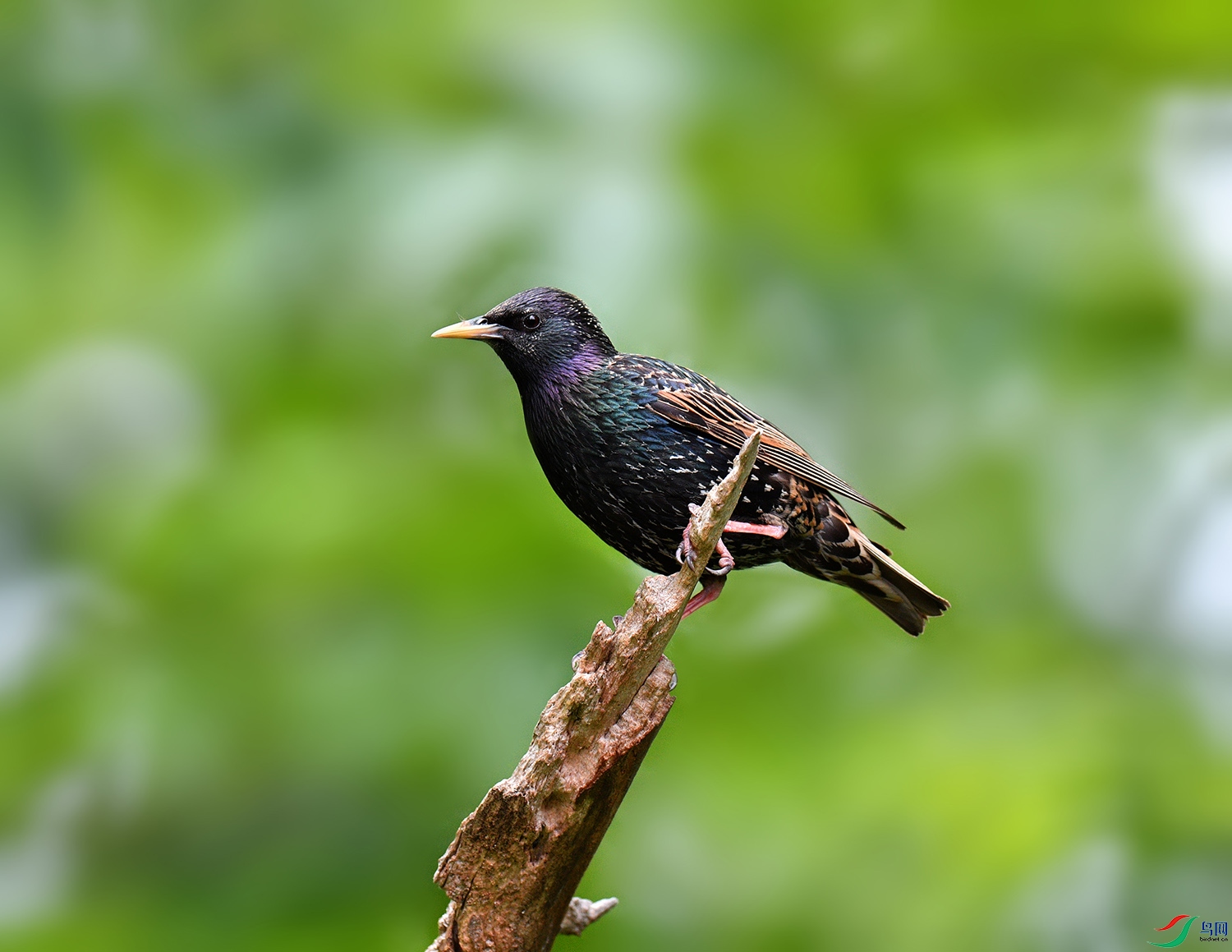 紫翅椋鸟
