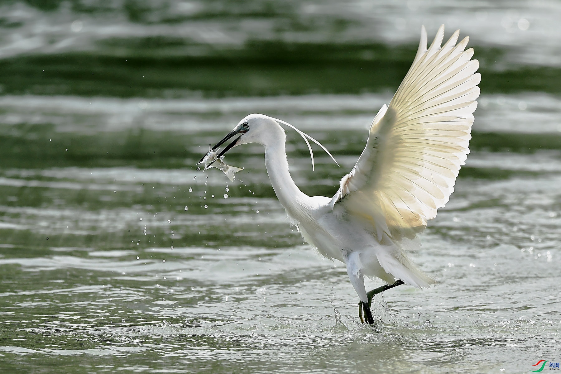 DSC_0350 ����.jpg