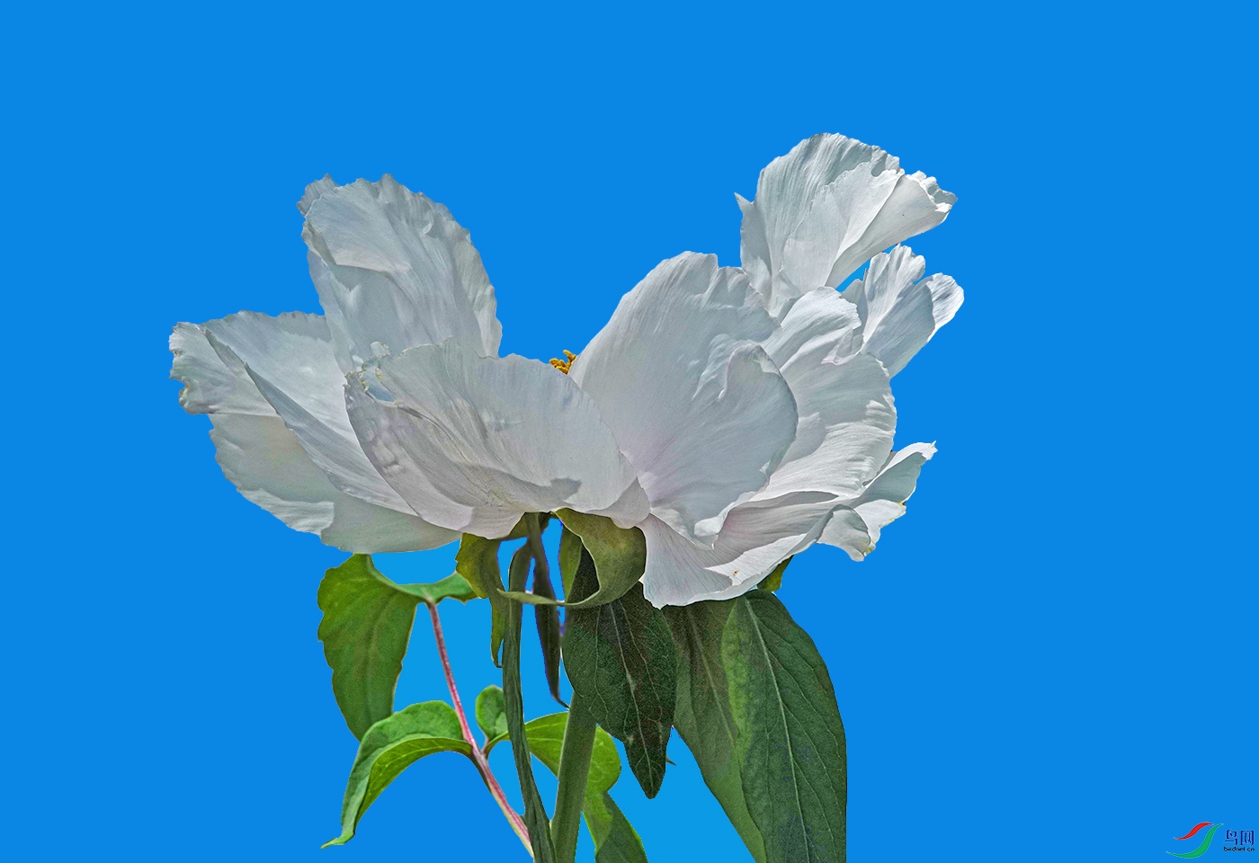 DSC03511 ����.jpg