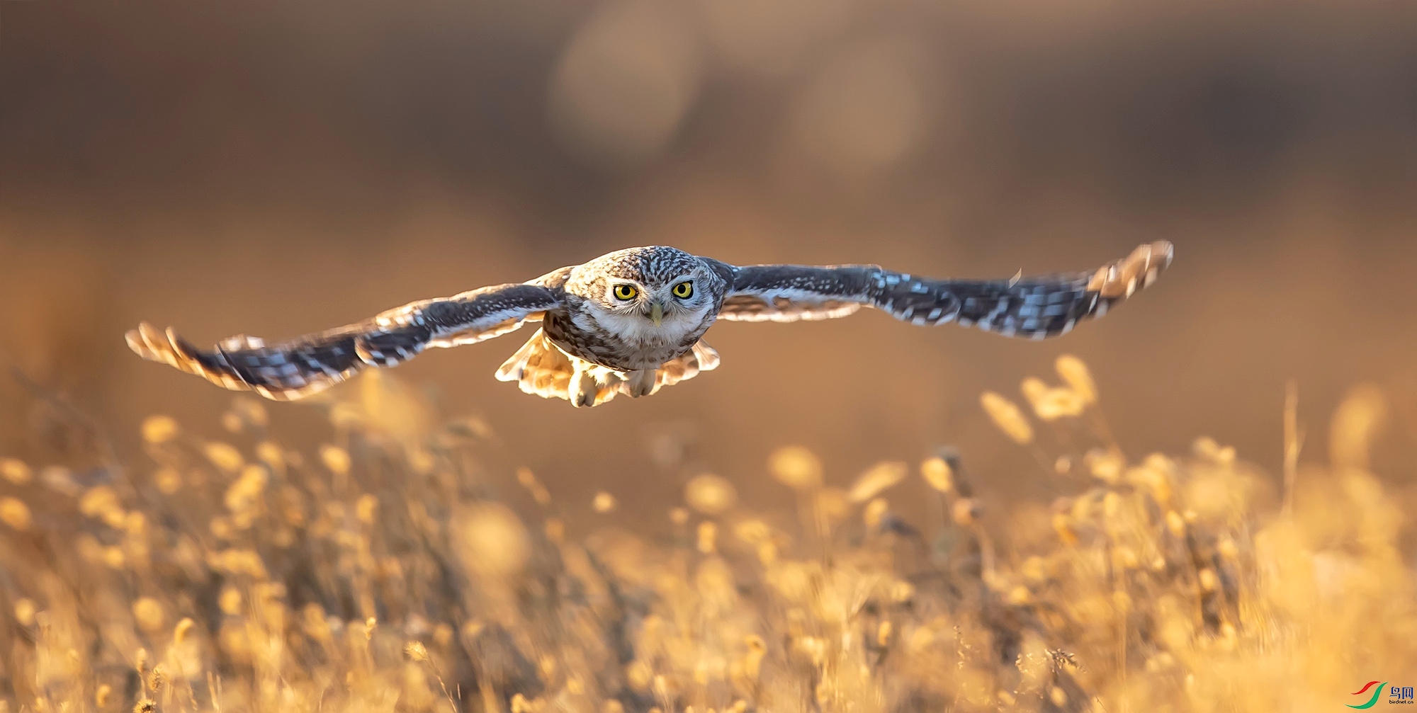 ���Ƹ�С�^