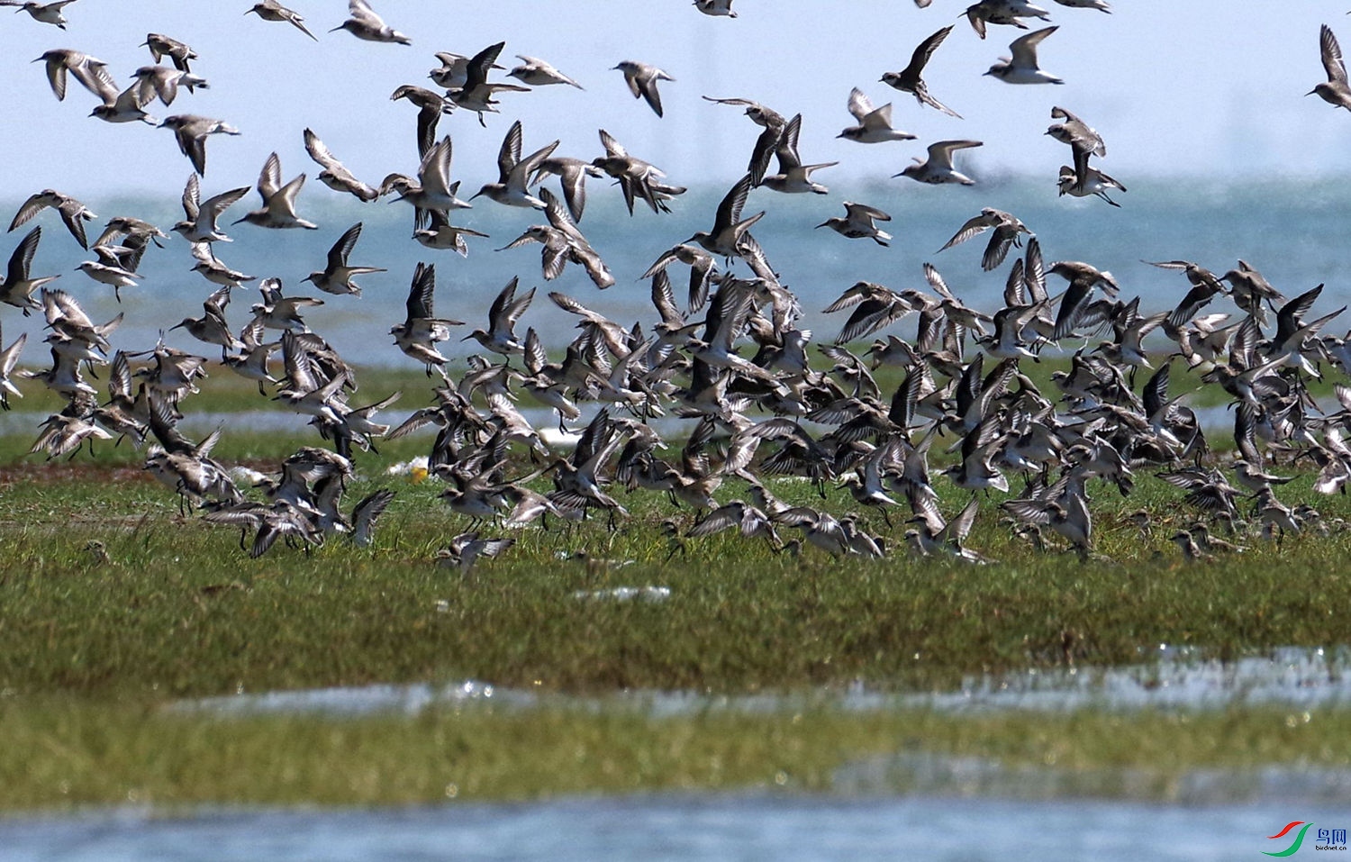 IMGP4247 - ����.JPG