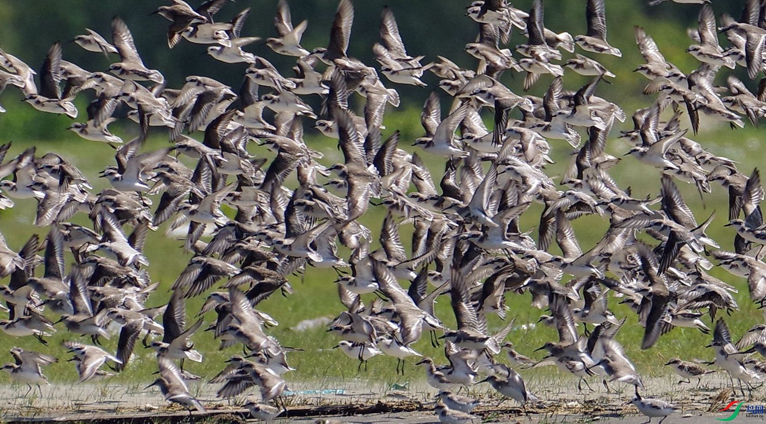 IMGP4285 - ����.JPG