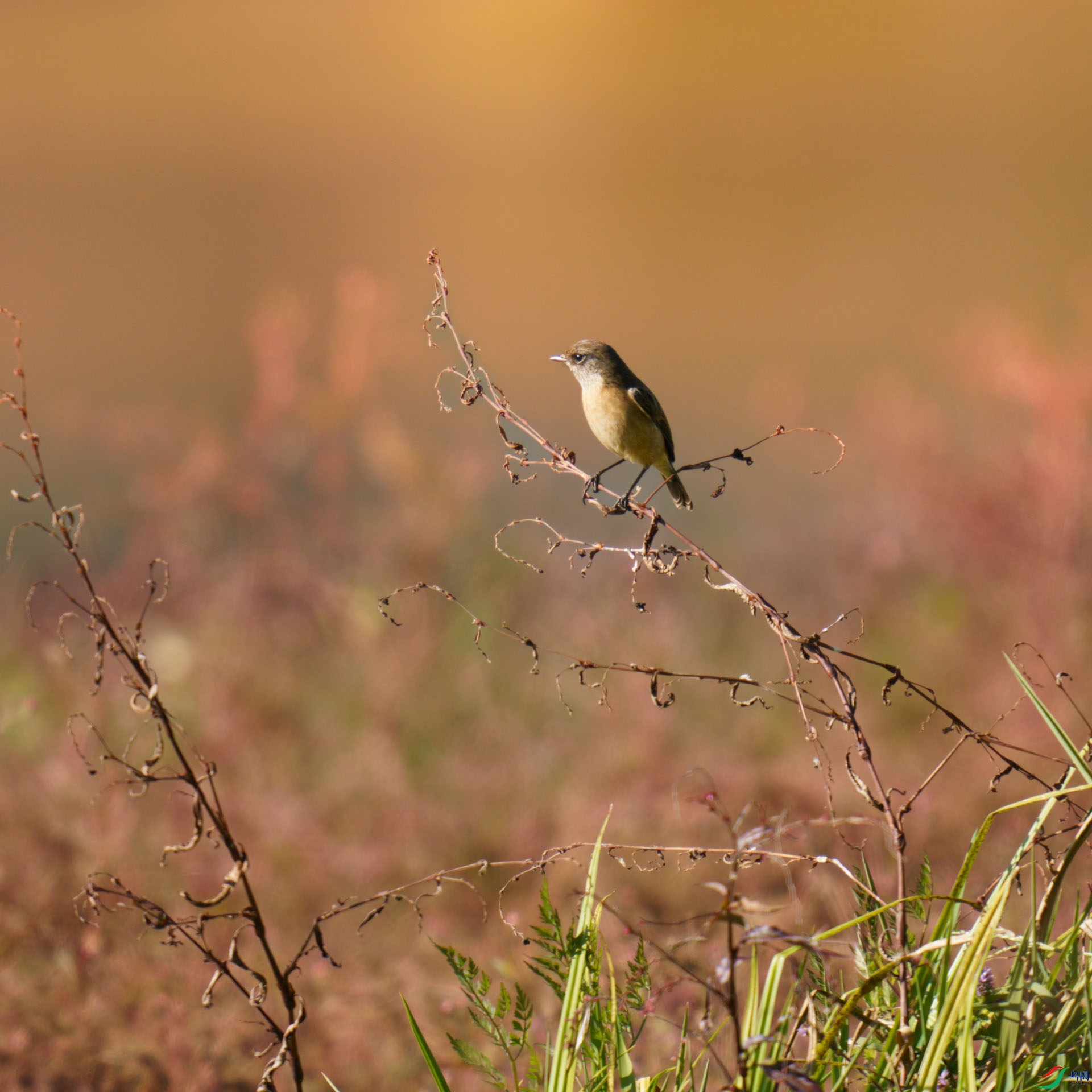 _DSC0213-����ǿ-2 s.JPG