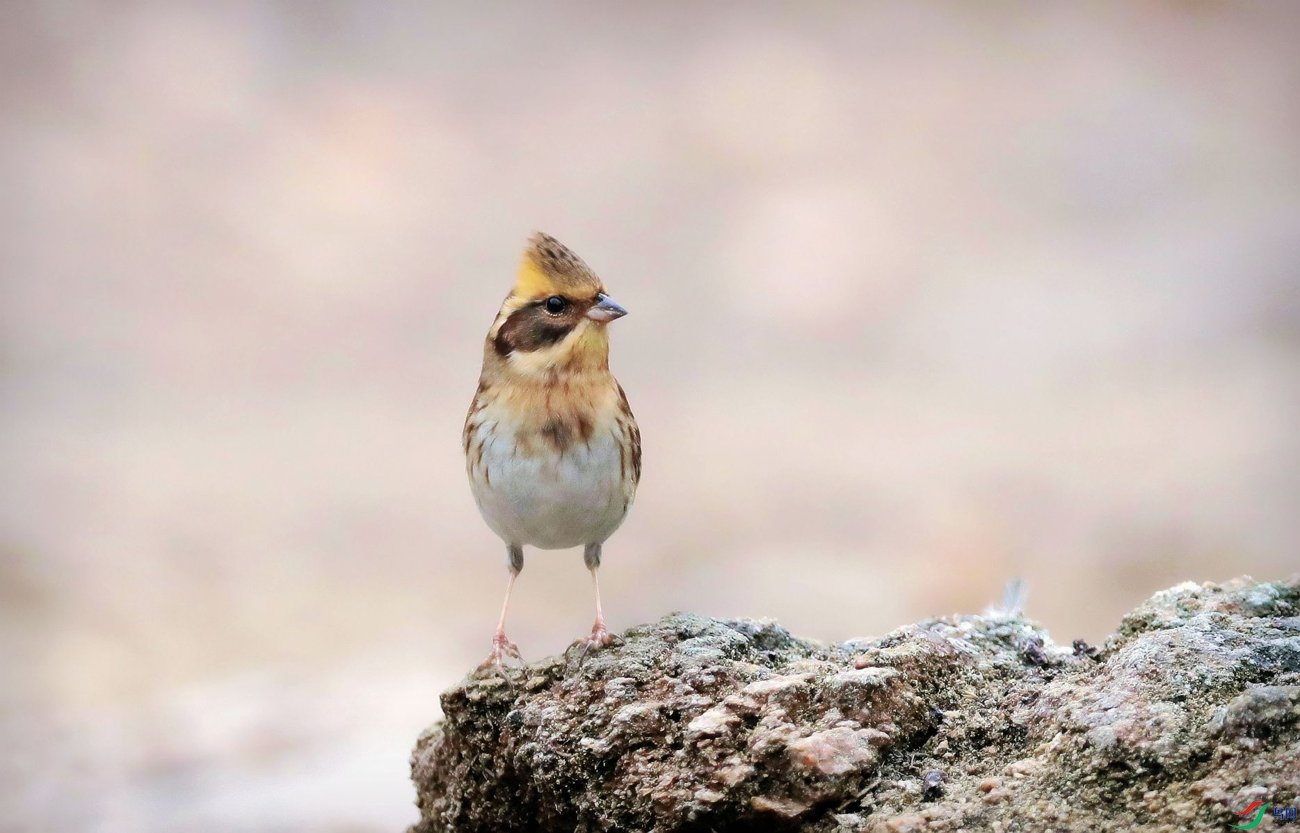 ����Ұ��  ��ʦ��������������.jpg