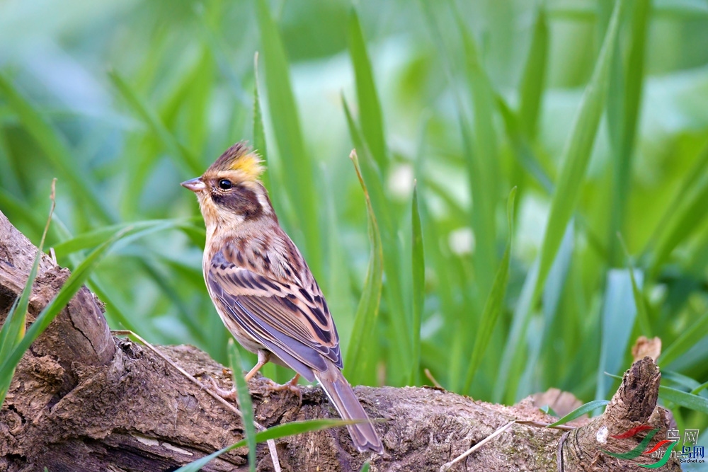 ϲ����  ��ʦ������Ȫˮ��.jpg