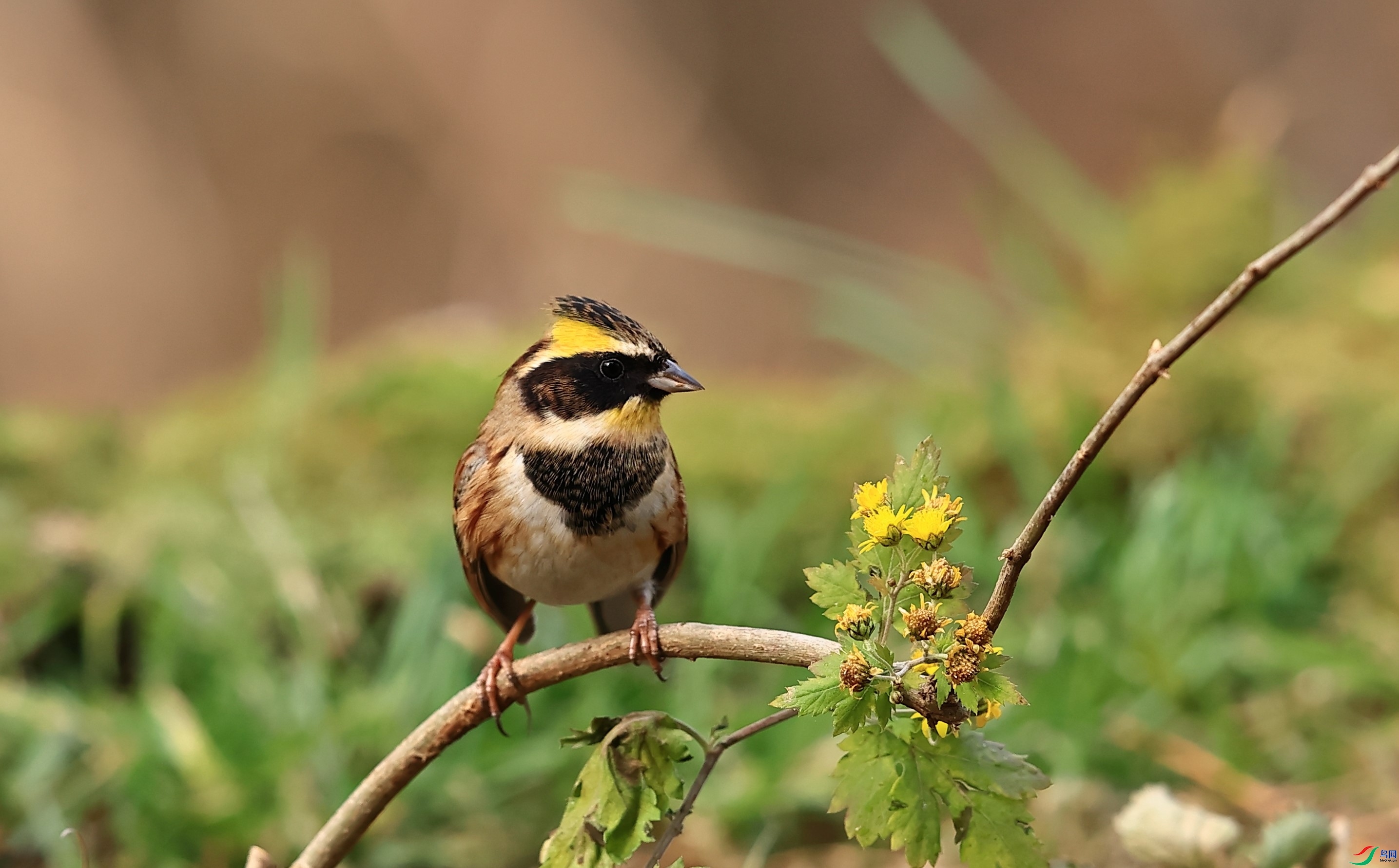 ɳ���Խ�  ��ʦ����������ʡ������.jpg