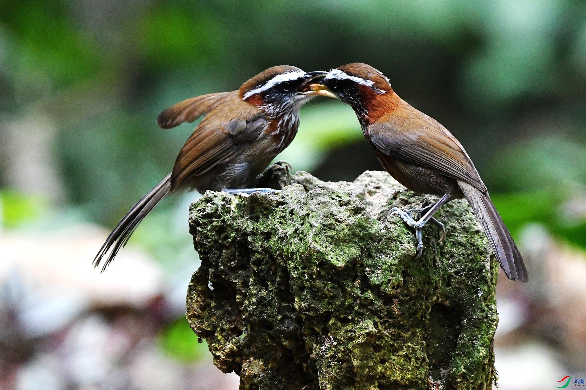 NIKON D5001487_����.jpg