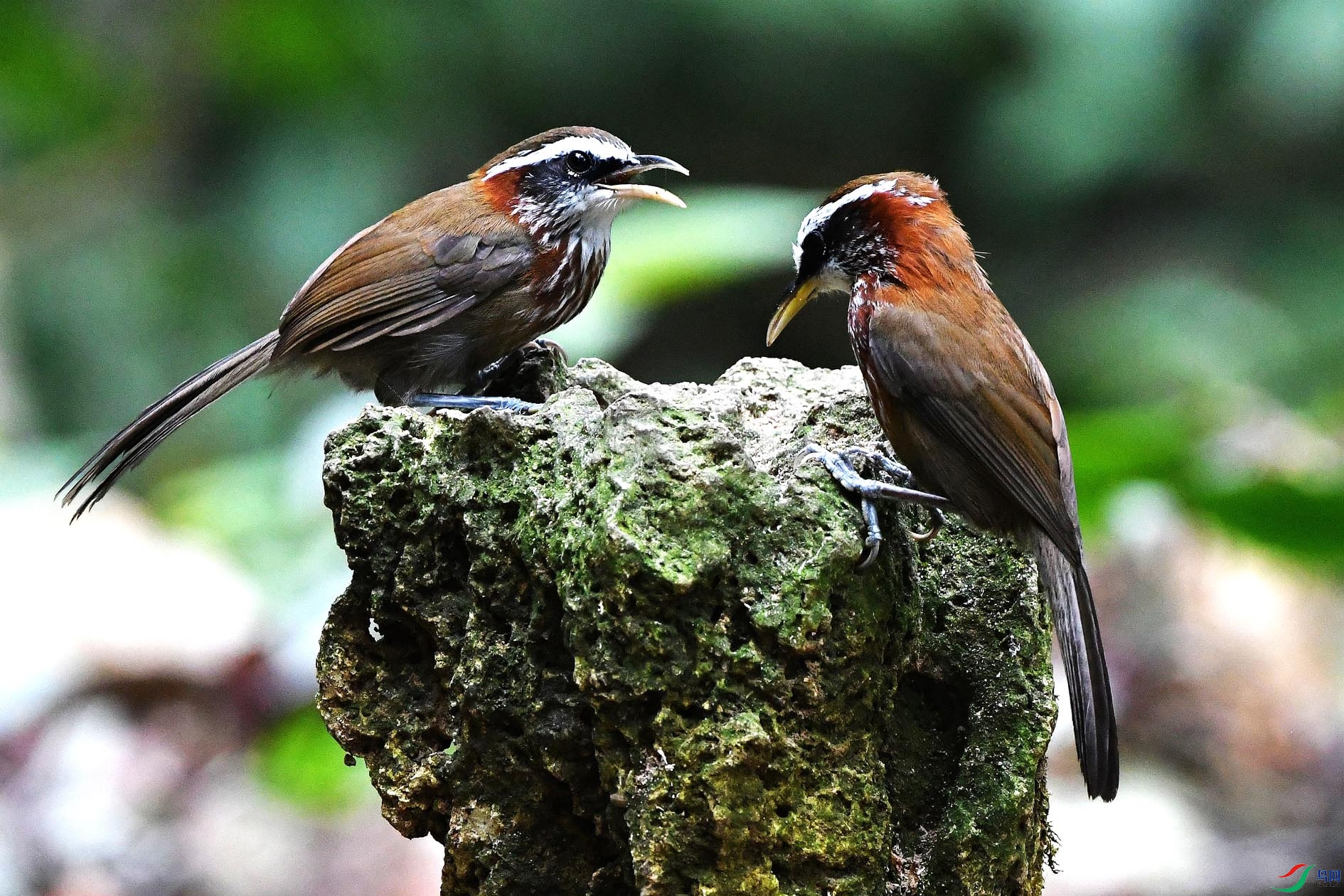 NIKON D5001453_����.jpg