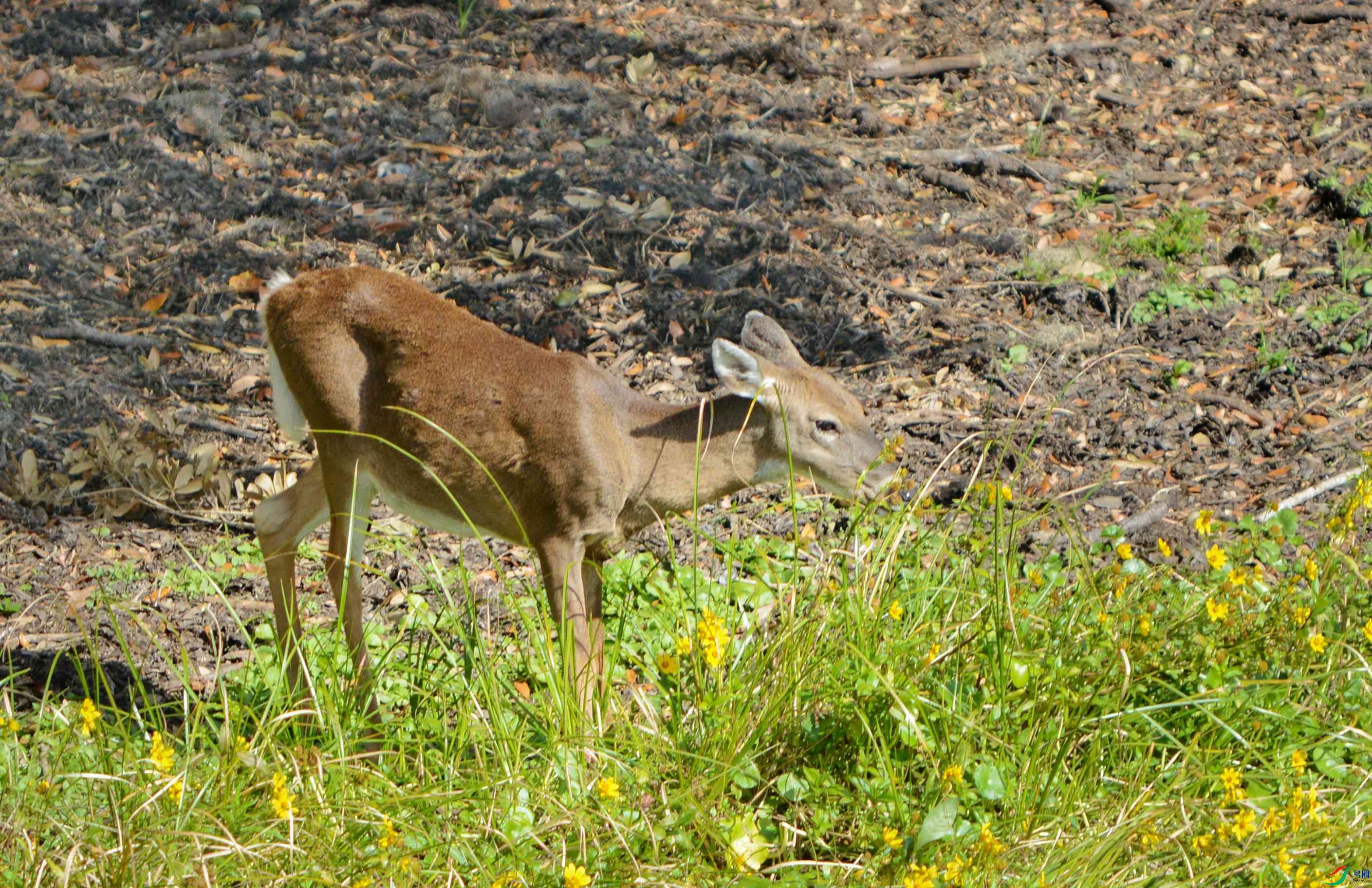 DSC_9524_����.jpg