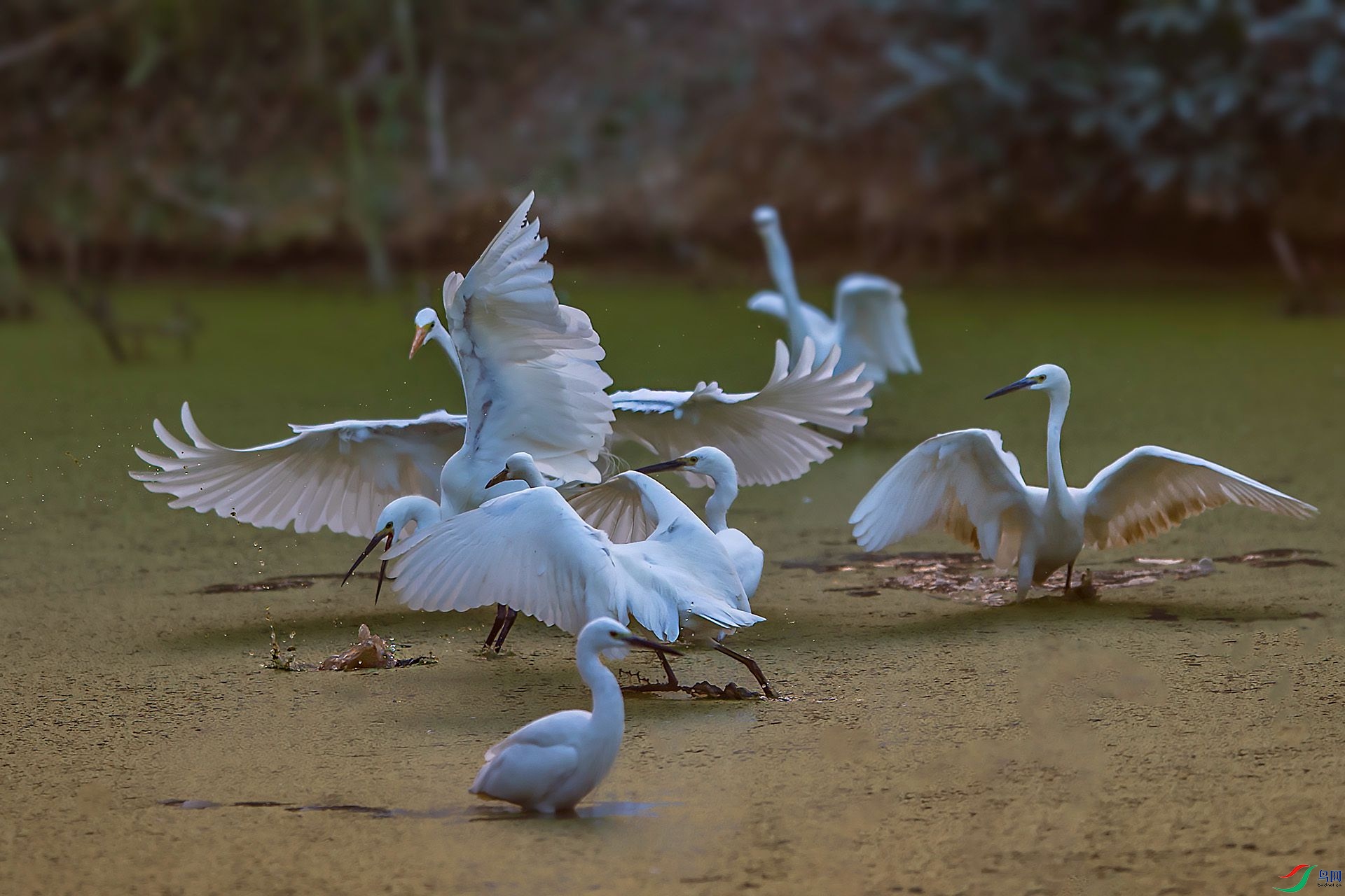 DSC_9926.jpg