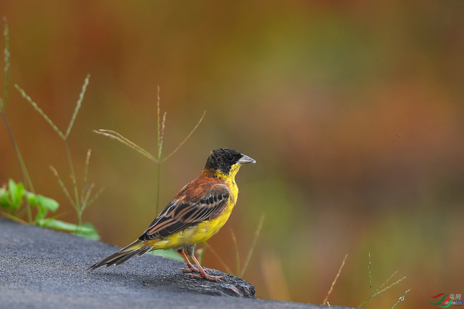 ����ϸ��  ��ʦ������������.jpg