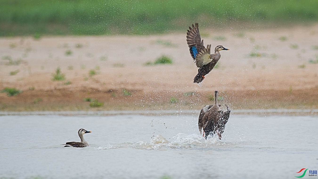 DSC_8309 - ����.jpg