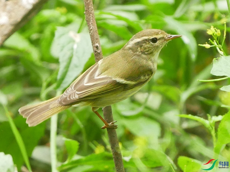 P8500681 - ���� (2).JPG