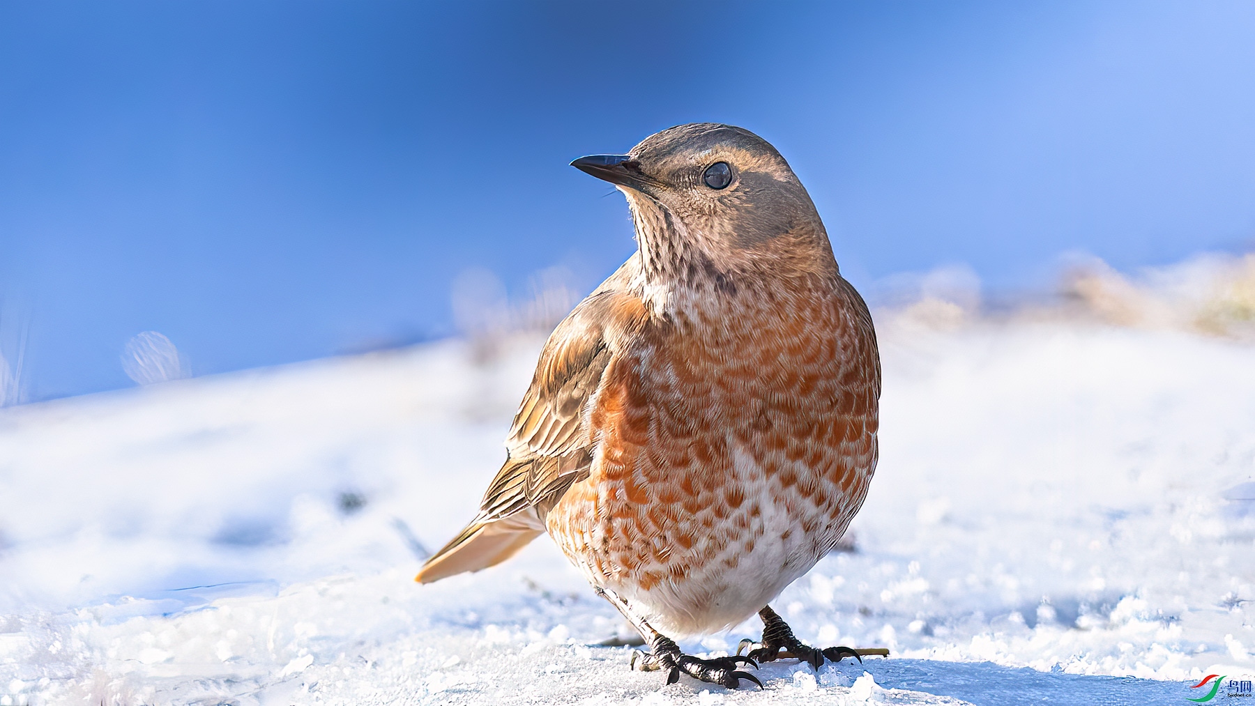 红尾斑鸫祝贺老师作品荣获首页精华