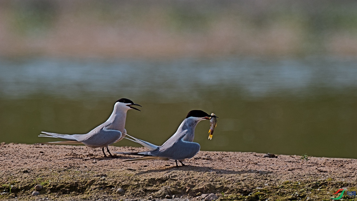 DSC_9941.jpg