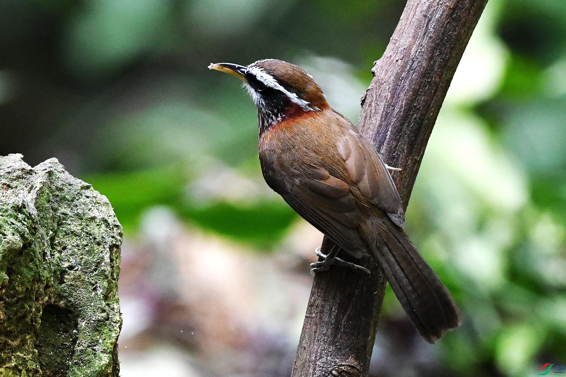 NIKON D5001646_����.jpg