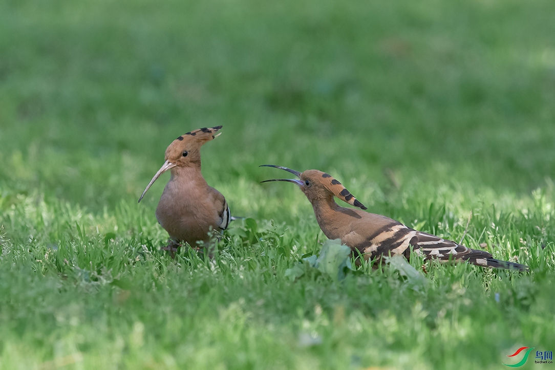 DSC_0902_DxOa.jpg