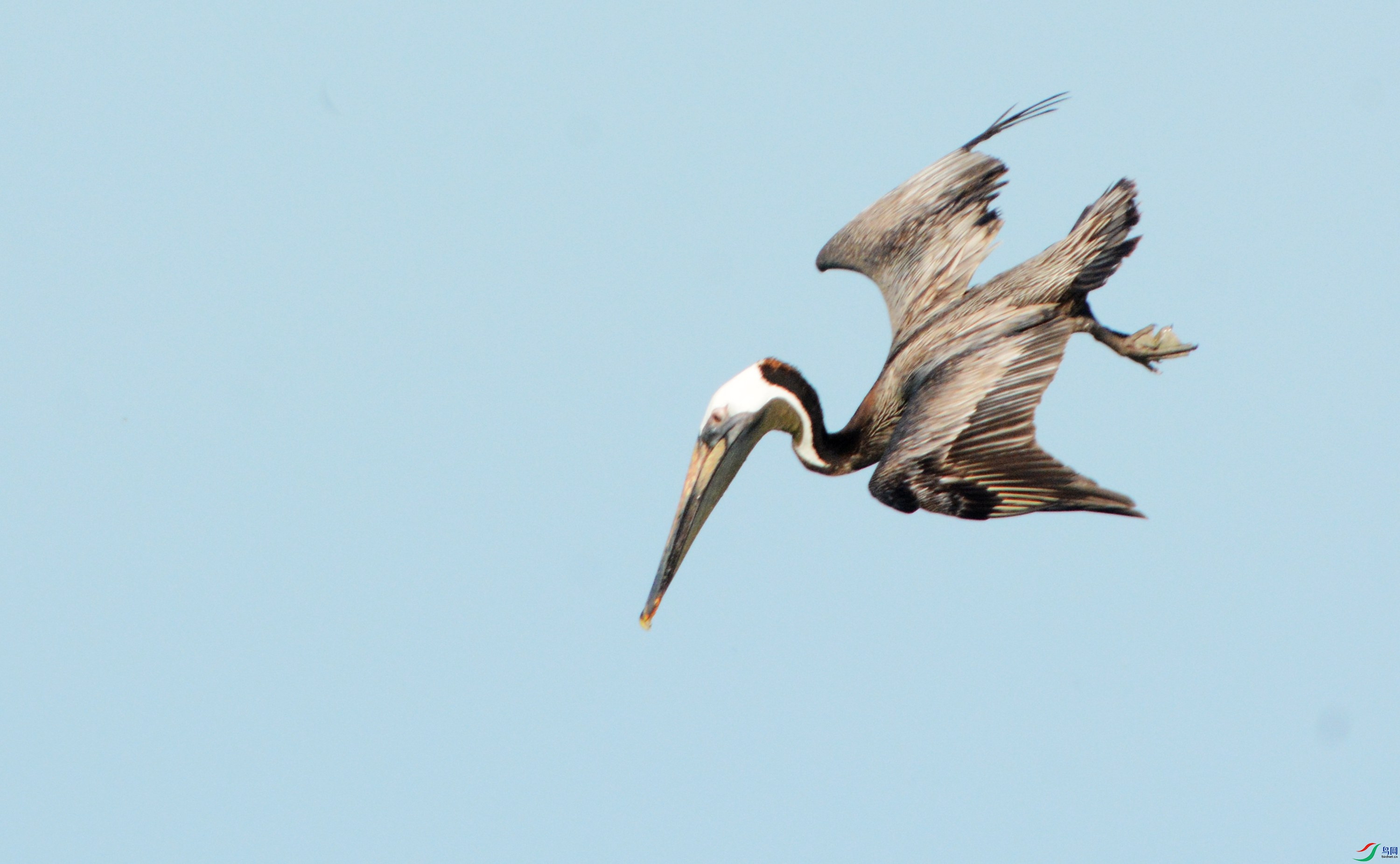 DSC_7583 - ����_����.jpg