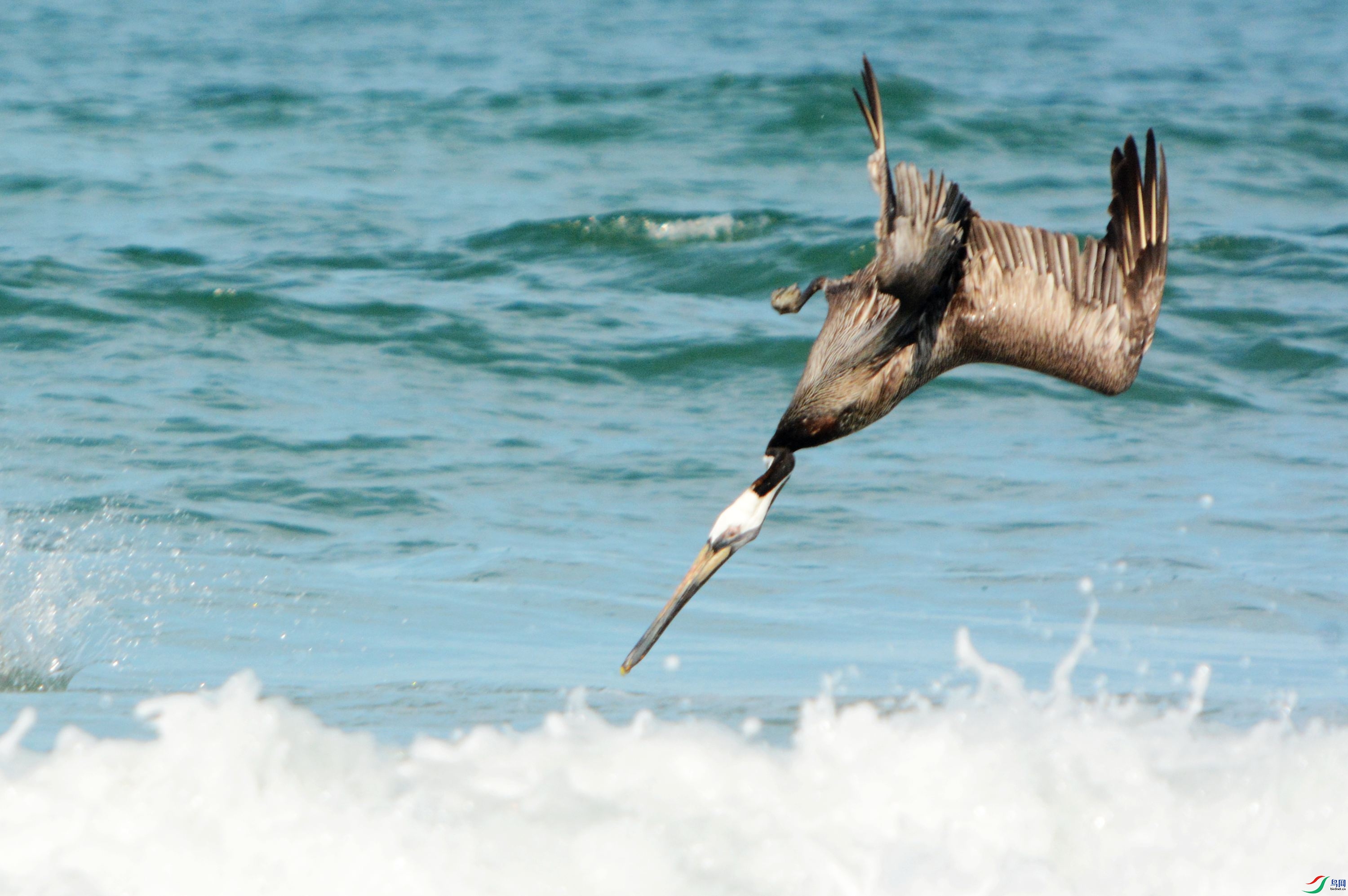 DSC_7584 - ����_����.jpg