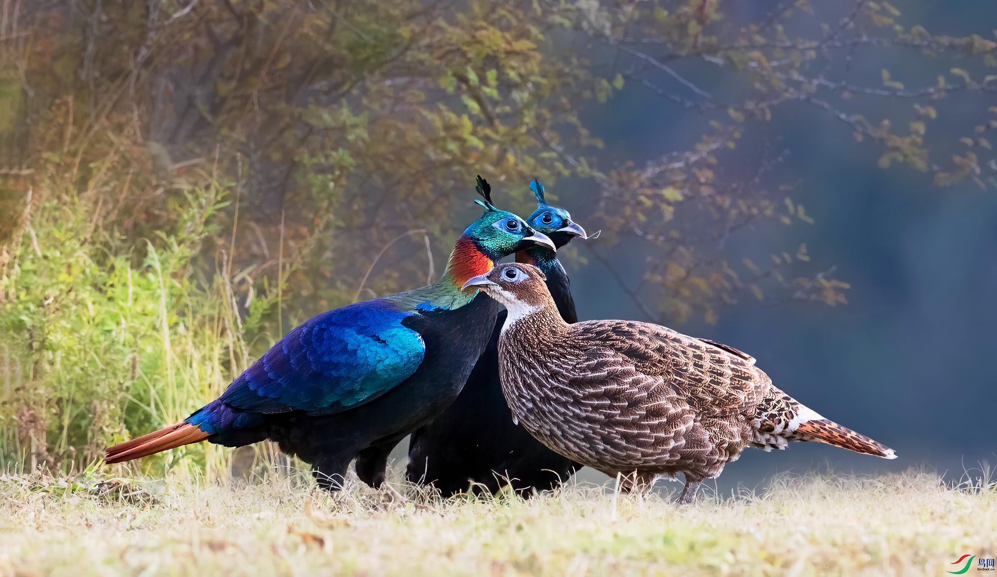 _DSC9116-1.jpg