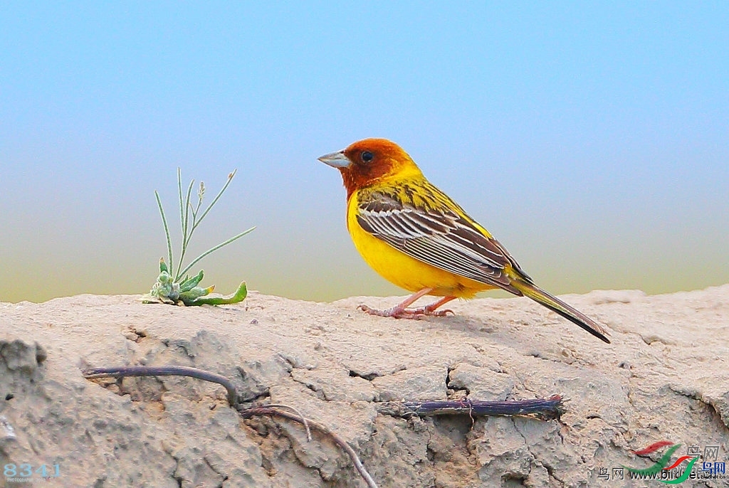 8341  ��ʦ��������.��.ά.��.��.������.jpg