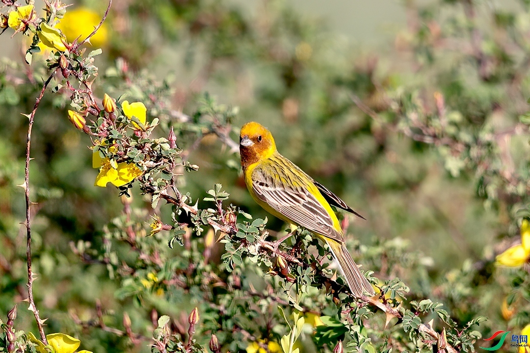 ��������  ��ʦ��������.��.ά.��.��.������ʯ������.jpg