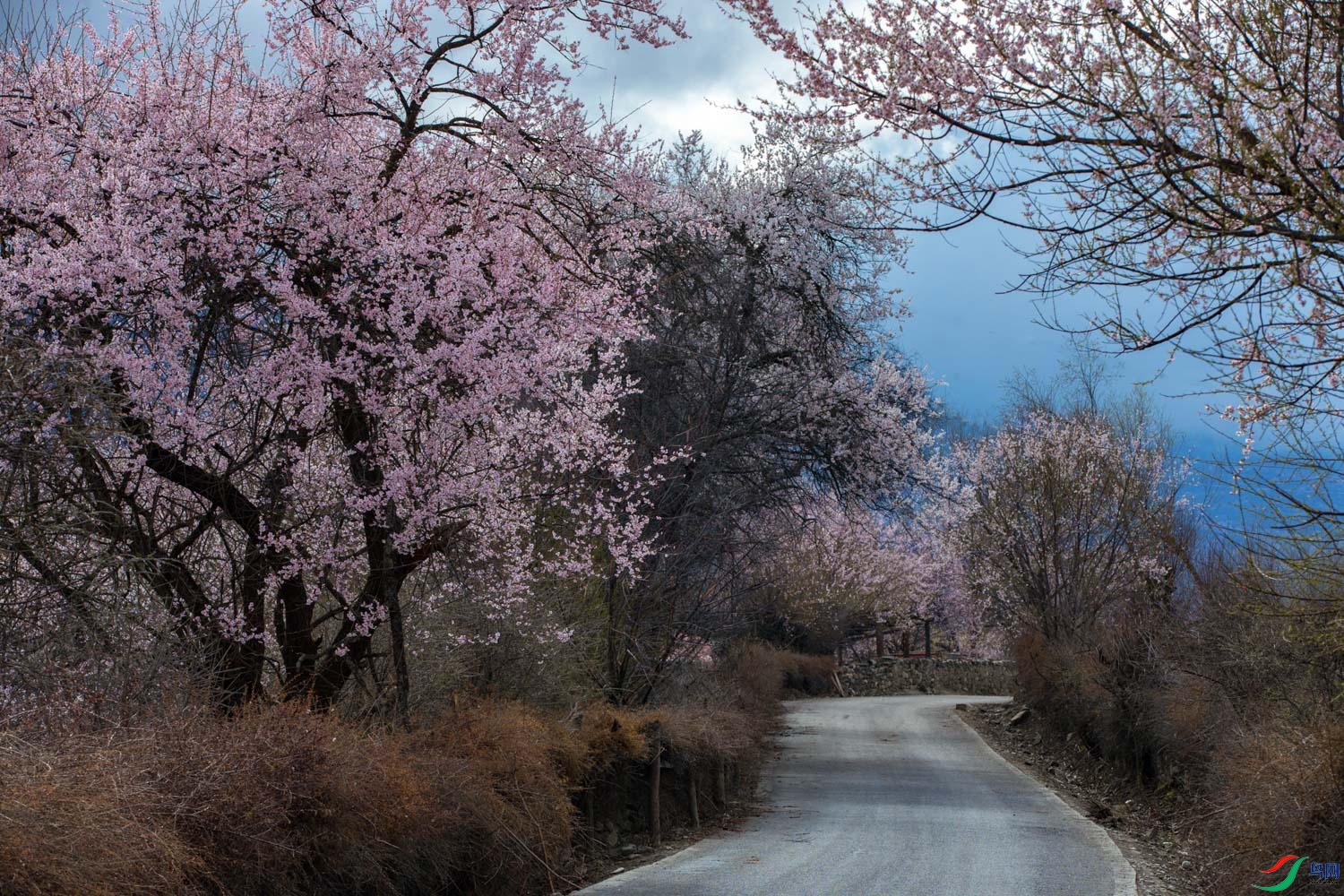 ��֥��� 357.jpg