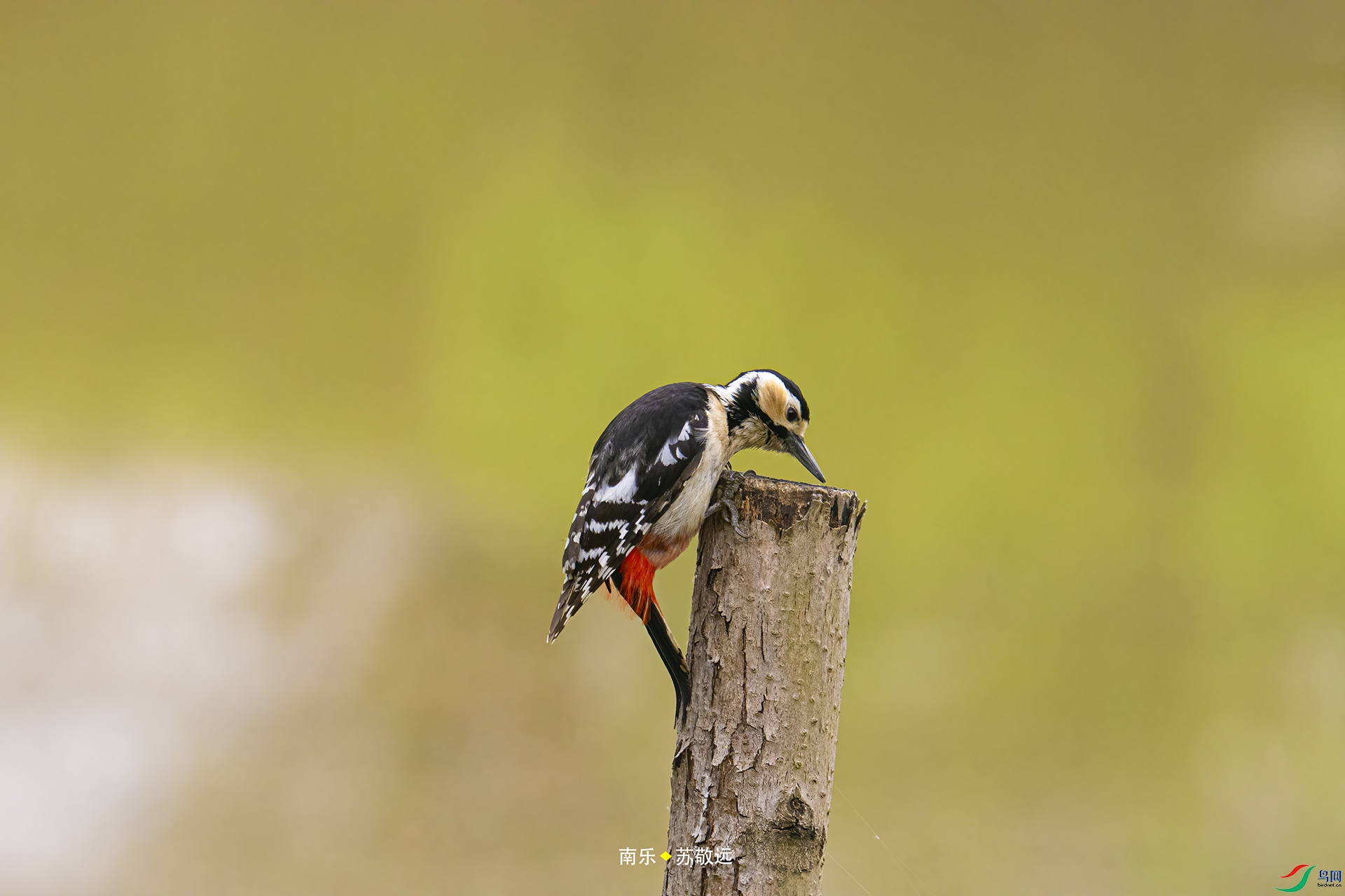 _DSC7661С.jpg