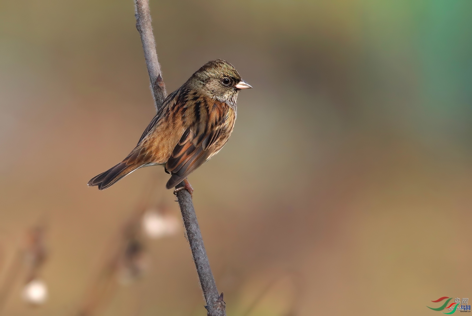 �����ҷ�  ��ʦ�������Ĵ�ʡ������������.jpg