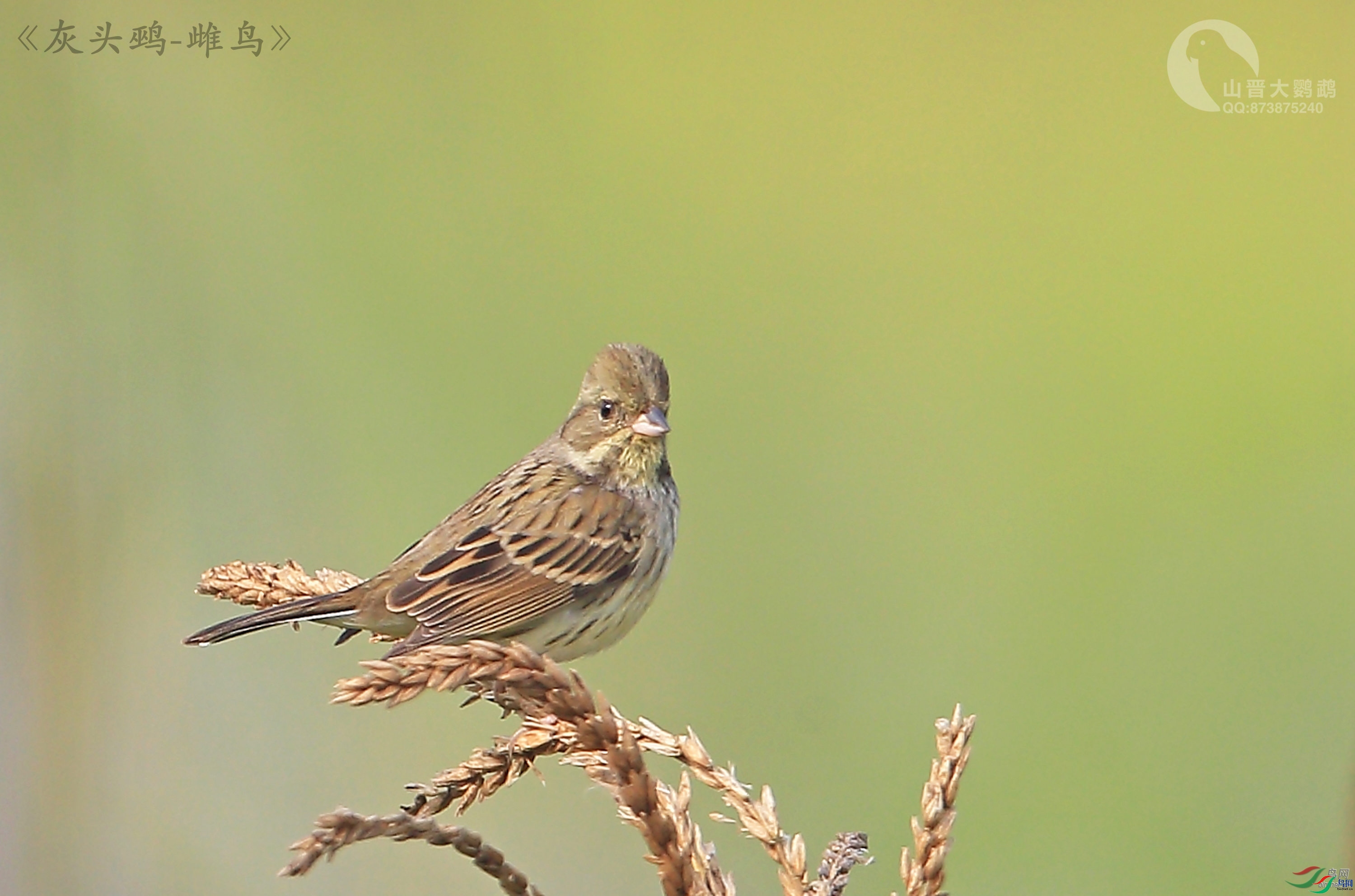 ɽ��������  ��ʦ����������ʡ�º���徰����������.jpg