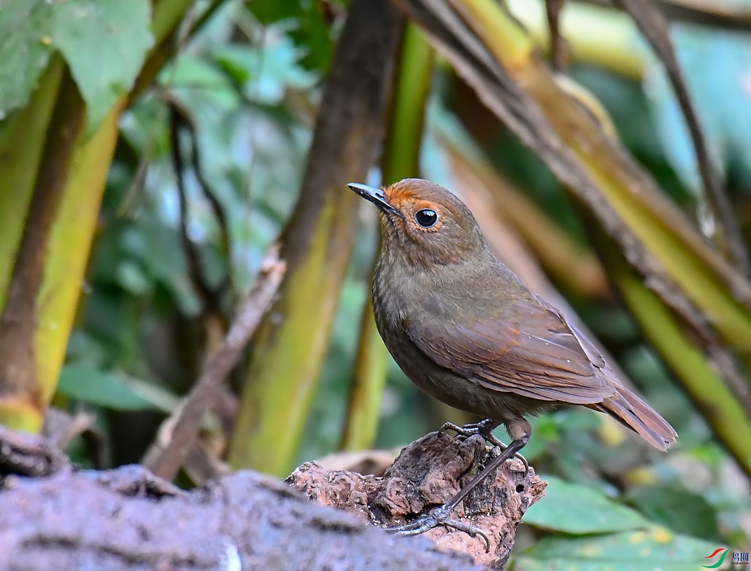 DSC_1323.jpg