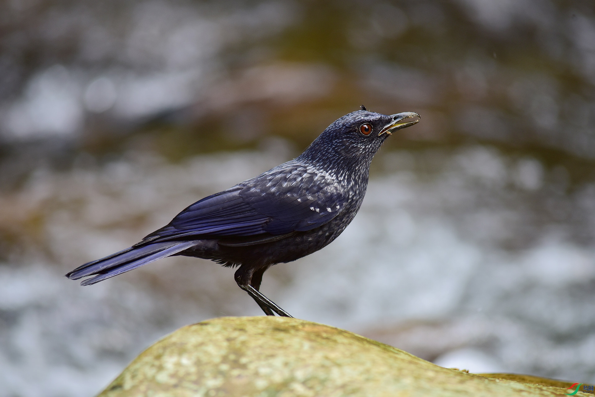 D8I_5335.jpg