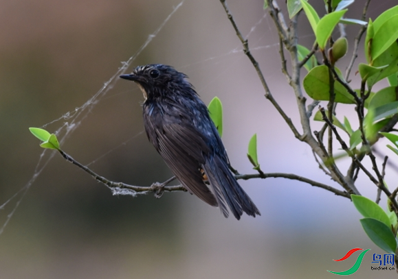 �������ʲô��