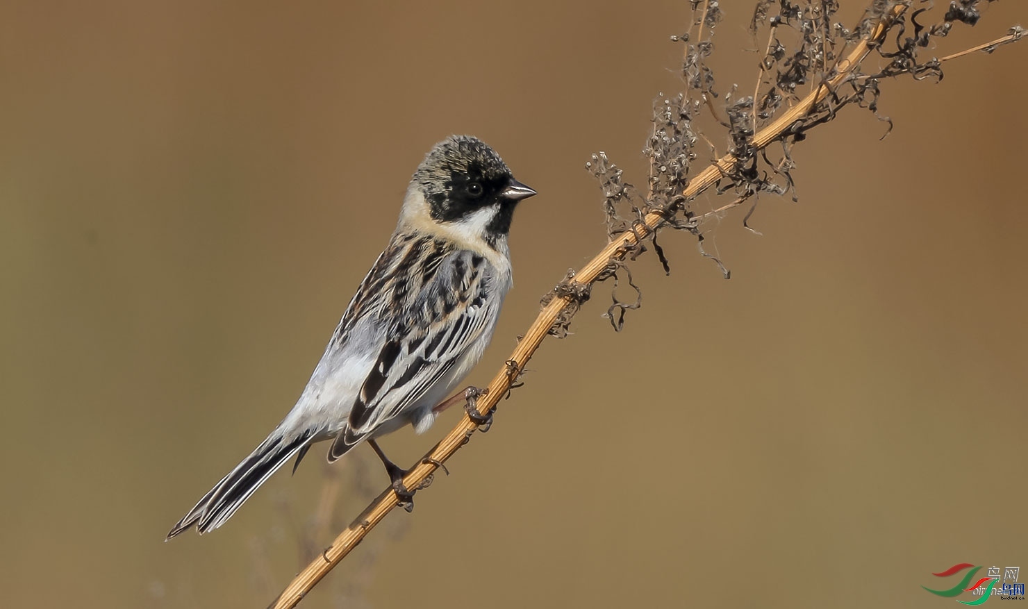 ��è��  ��ʦ����.jpg